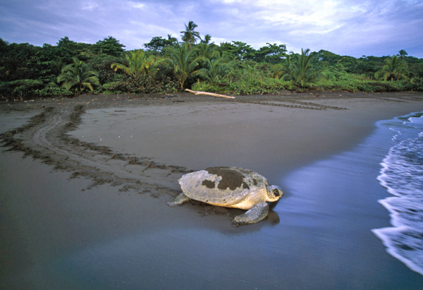 Green Turtle / Tortuga Verde Tortuguero NP Costa Rica Code / Código #R0188A ©Adrian Hepworth