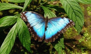 Butterflies In Costa Rica