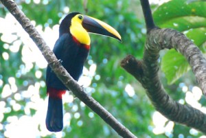 Toucans In Costa Rica