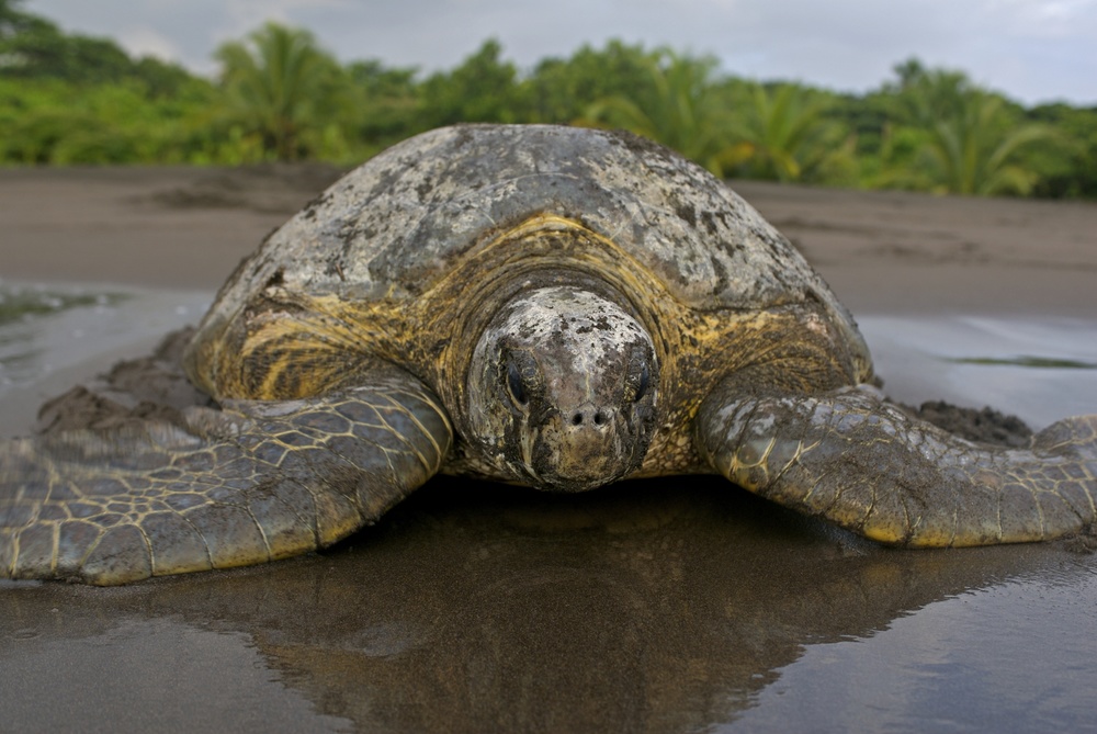 hawksbill-turtles-in-tortuguero