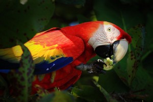 Scarlet macaw feeding on beach almond tree in Corcovado national park