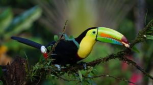 keel-billed-toucan-travel-costa-rica