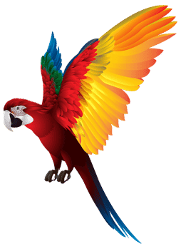 Scarlet Macaw in Costa Rica