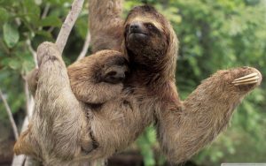 corcovado-sloth