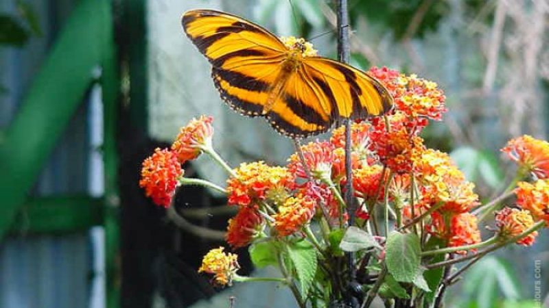 Butterfly-Farm-Monteverde-Costa-Rica-1