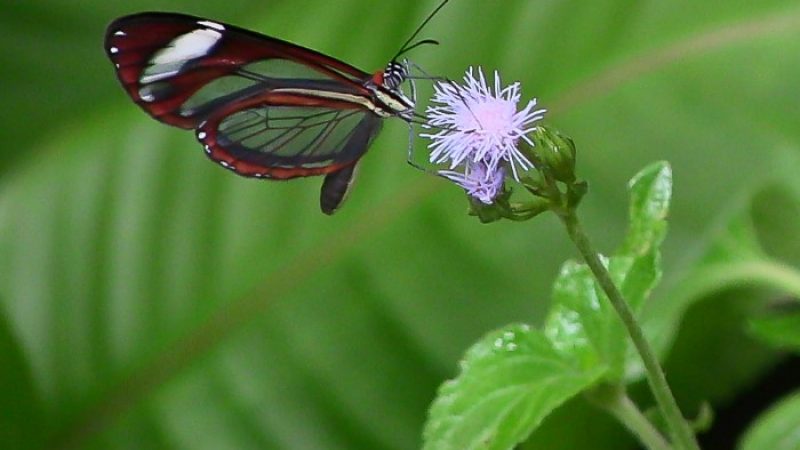 Butterfly-Farm-Monteverde-Costa-Rica-2