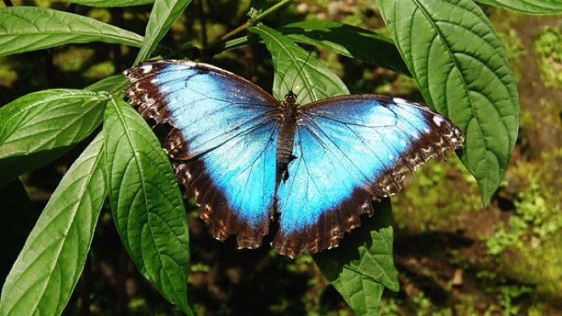 Butterfly-Farm-Monteverde-Costa-Rica-4