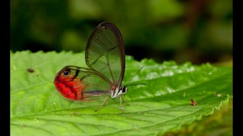 Butterfly-Farm-Monteverde-Costa-Rica-5