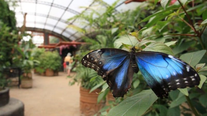 Butterfly-Farm-Monteverde-Costa-Rica-6