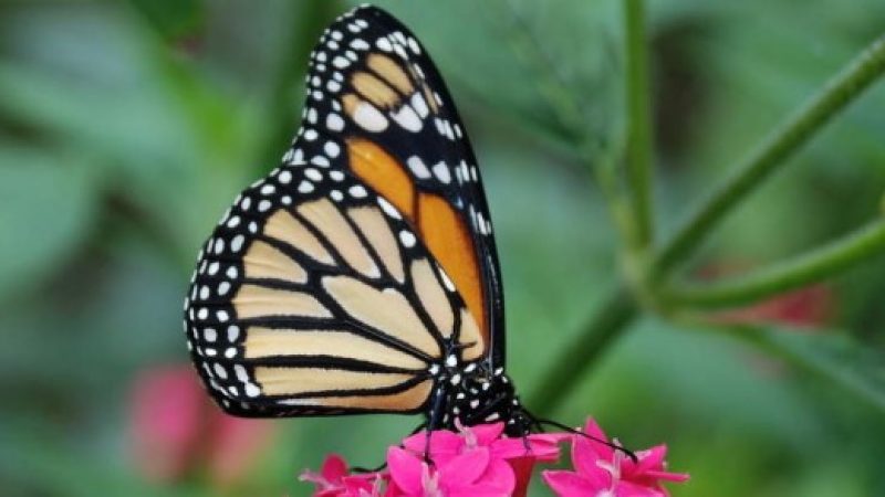 Butterfly-Farm-Monteverde-Costa-Rica-7