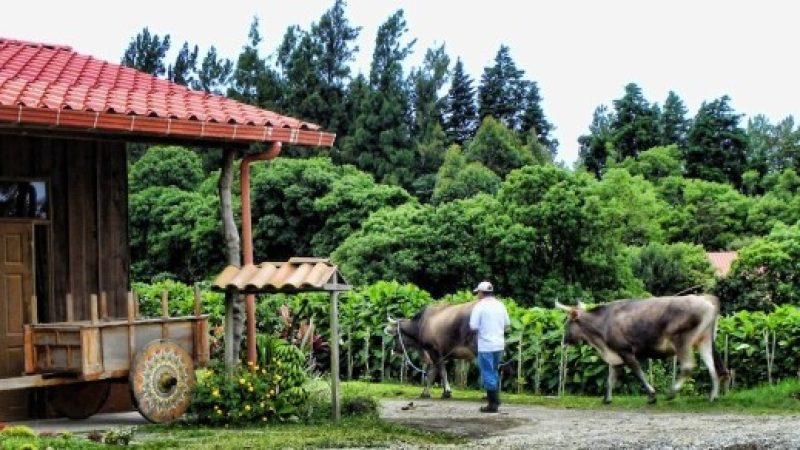 Don-Juan-Coffee-tour-Costa-Rica-4