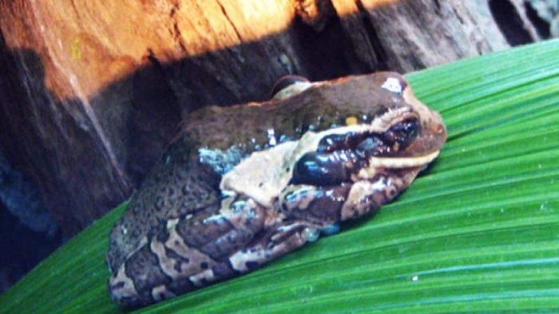 Frog-Pond-Monteverde-Costa-Rica-1