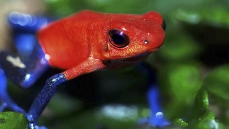 Frog-Pond-Monteverde-Costa-Rica-2