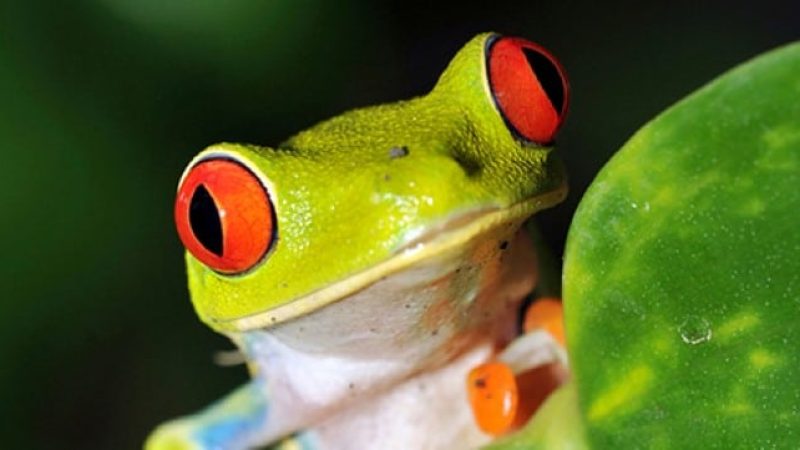 Frog-Pond-Monteverde-Costa-Rica-3