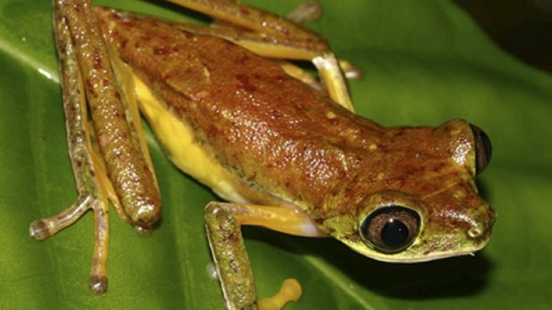 Frog-Pond-Monteverde-Costa-Rica-4
