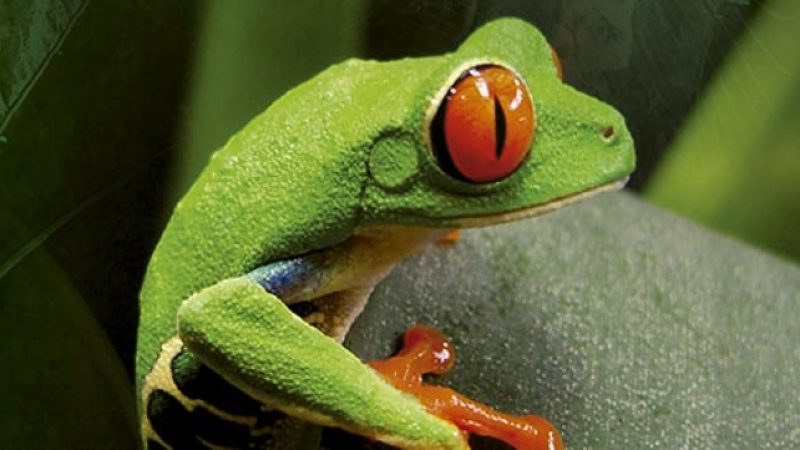 Frog-Pond-Monteverde-Costa-Rica-5