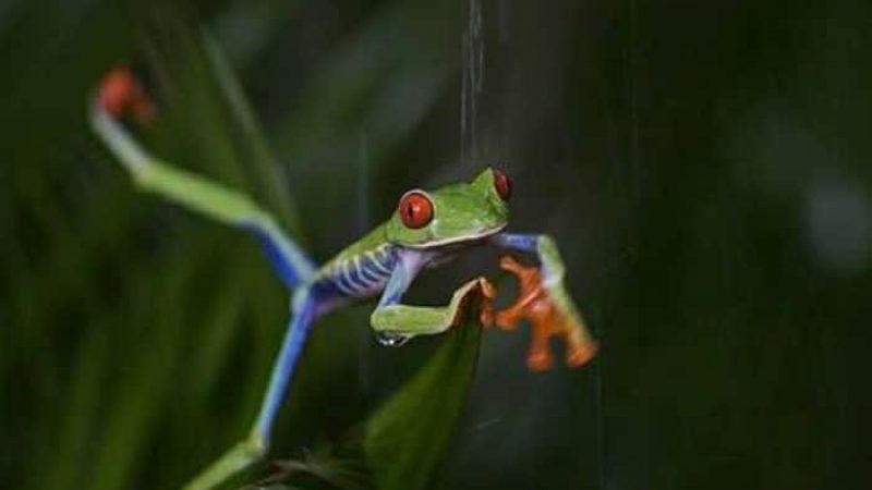 Frogs-Heaven-Tour-Costa-Rica-5