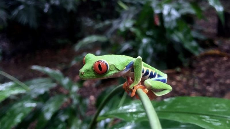 Frogs-Heaven-Tour-Costa-Rica-6