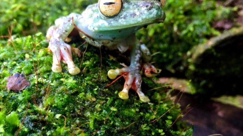 Frogs-Heaven-Tour-Costa-Rica-7