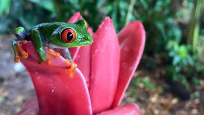 Frogs-Heaven-Tour-Costa-Rica-9