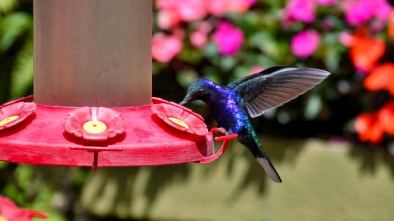 Hummingbird-Garden-Monteverde-Costa-Rica-03