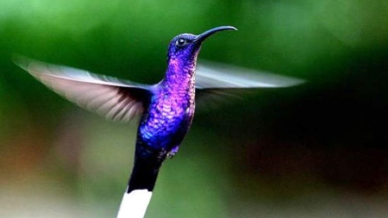 Hummingbird-Garden-Monteverde-Costa-Rica-04