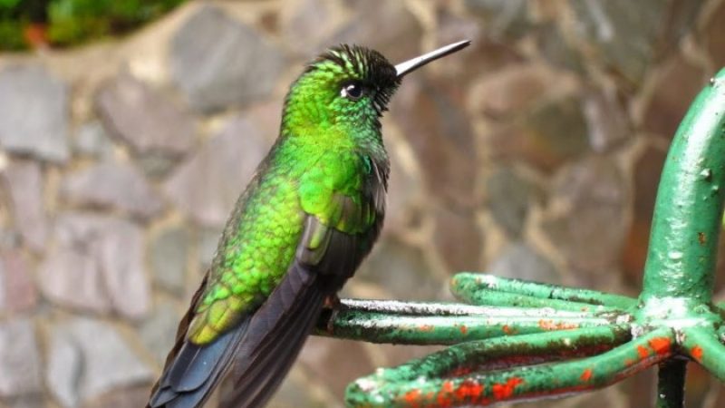 Hummingbird-Garden-Monteverde-Costa-Rica-06