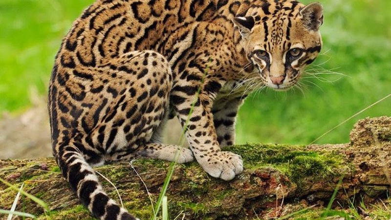 Jaguar-Rescue-Center-and-Chocolate-Plantation-Costa-Rica-1