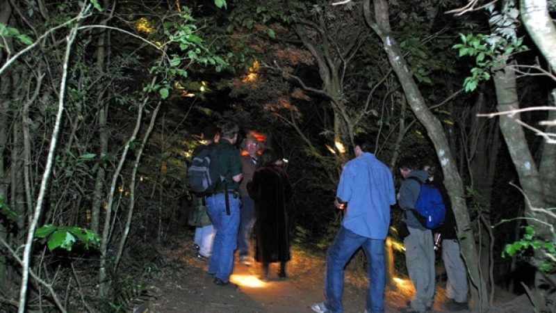 Monteverde-Night-Tour-Tour-Operators-Costa-Rica-02