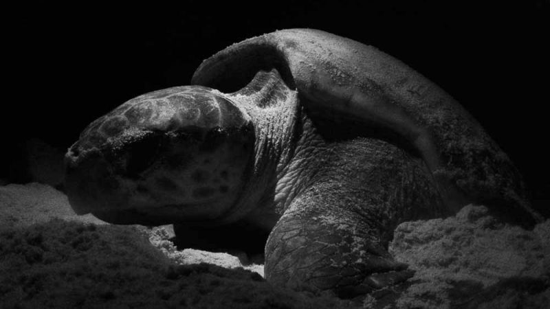 Turtle-Nesting-Night-Tour-Costa-Rica-2